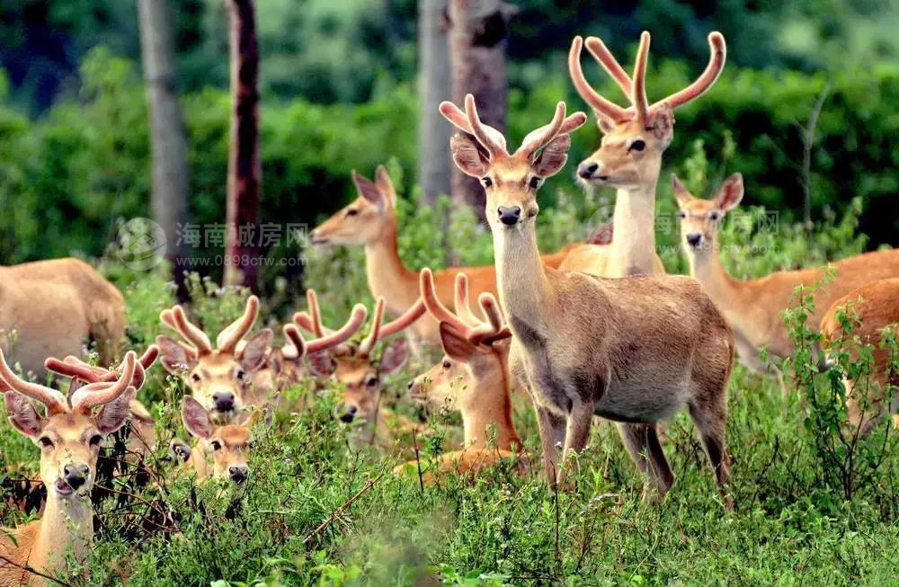 名仕湾邦溪坡鹿自然保护区